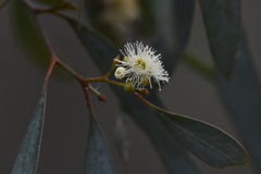 Eucalyptus polybractea