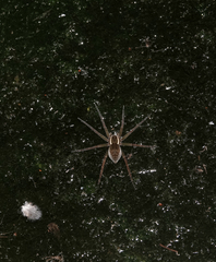 Dolomedes saganus