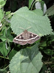 Metopta rectifasciata