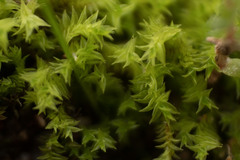 Triquetrella papillata