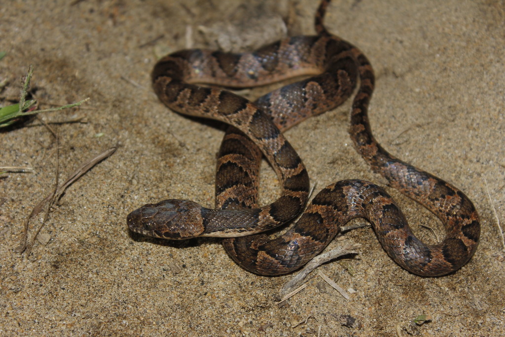 Banded Cat-eyed Snake