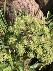Angelica archangelica litoralis
