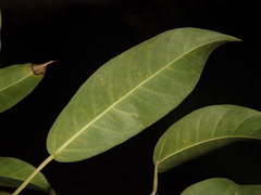 Diospyros sphaerantha