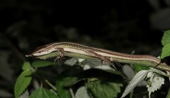 Takydromus septentrionalis