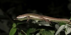 Takydromus septentrionalis