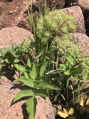 Angelica archangelica litoralis