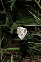 Melanargia lugens