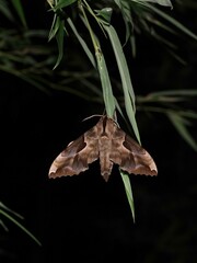 Phyllosphingia dissimilis