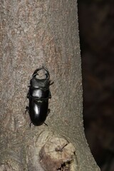 Dorcus hopei hopei