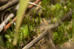 Eccremidium pulchellum