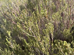 Diosma acmaeophylla