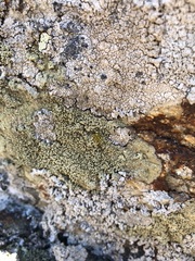 Pertusaria rupicola