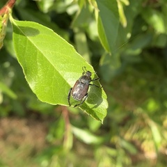 Hoplia philanthus