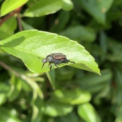Hoplia philanthus