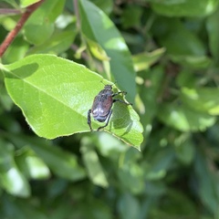 Hoplia philanthus