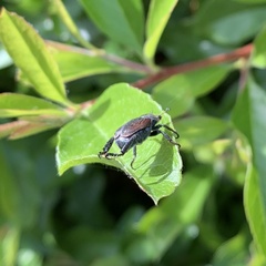 Hoplia philanthus
