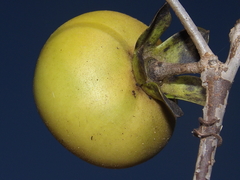 Diospyros sphaerantha