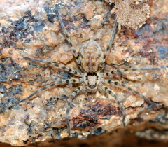Arandisa