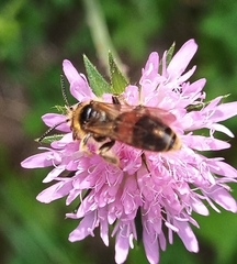Andrena hattorfiana