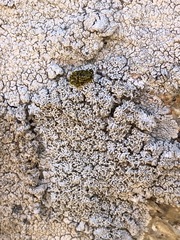 Pertusaria corallina