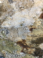 Pertusaria corallina