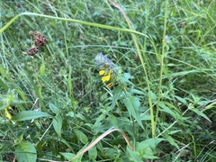 Melampyrum nemorosum