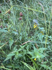 Melampyrum nemorosum