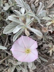 Convolvulus boissieri