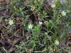 Sagina japonica
