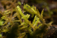 Thuidiopsis sparsa