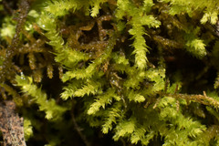 Thuidiopsis sparsa