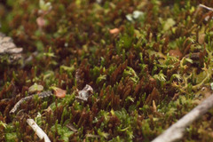 Eccremidium pulchellum