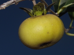 Diospyros sphaerantha