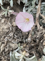 Convolvulus boissieri