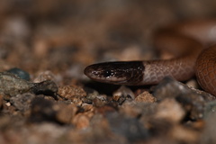 Western Black-Headed Snake photo 4