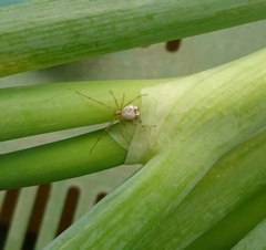 Theridiidae