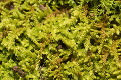 Thuidiopsis sparsa