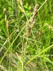Carex hartmanii
