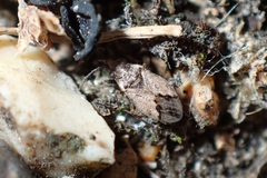 Nysius huttoni