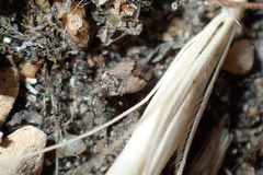 Nysius huttoni