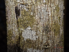 Diospyros sphaerantha