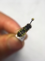 Odontomyia cincta