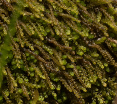 Cephaloziellaceae