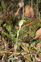 Pterostylis setulosa