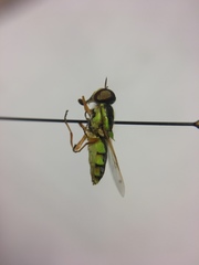 Odontomyia cincta