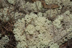 Pulchrocladia ferdinandii