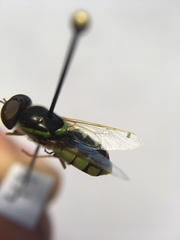 Odontomyia cincta