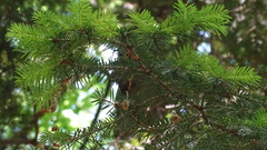 Abies × borisii-regis