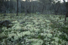 Pulchrocladia ferdinandii