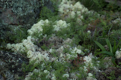 Pulchrocladia ferdinandii